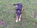 Duitse Herder  Reu, Dieren en Toebehoren, Honden | Herdershonden en Veedrijvers, Reu, Eén hond, 3 tot 5 jaar, Herder