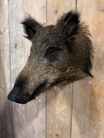 Mooi nieuw opgezet wild zwijn, Verzamelen, Dierenverzamelingen, Ophalen of Verzenden, Nieuw, Wild dier, Opgezet dier