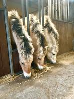 Div fjorden veulens, Dieren en Toebehoren, Meerdere dieren