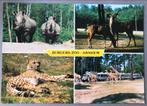 Burgers Zoo, Arnhem ansichtkaart, Verzamelen, Ansichtkaarten | Nederland, Ophalen of Verzenden, Ongelopen, Gelderland