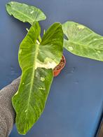 Philodendron Jose Buono p15 (2), Huis en Inrichting, Kamerplanten, Ophalen of Verzenden, Halfschaduw, Minder dan 100 cm