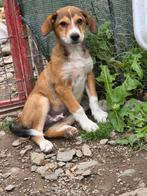 Kimbo zoekt een baasje, Dieren en Toebehoren, Honden | Niet-rashonden, Rabiës (hondsdolheid), 15 weken tot 1 jaar, Buitenland