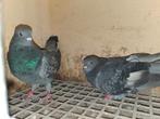 Birmingham rollers, Dieren en Toebehoren, Vogels | Duiven, Meerdere dieren, Tuimelaar of Roller