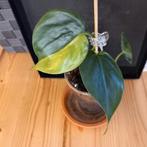 philodendron brasil stek nr 10, Huis en Inrichting, Kamerplanten, Ophalen of Verzenden, Halfschaduw, Minder dan 100 cm