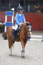 Geweldig lieve bixiepony, Dieren en Toebehoren, Pony's, B, Gechipt, Ruin, Dressuurpony