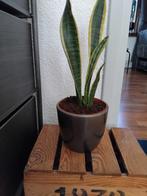 STENEN POT MET SANSEVIERIA, Ophalen, Vetplant, In pot, Minder dan 100 cm
