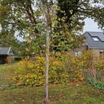 Leilinde boom, Ophalen, Bloeit niet, Volle zon, Overige soorten