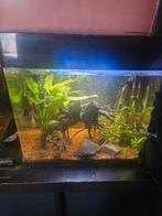 Superfish 50L Panorama inclusief 9x Betta vrouw, Ophalen, Zo goed als nieuw, Gevuld zoetwateraquarium