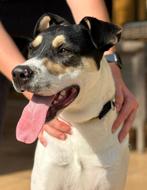 Richard 9 maanden, verblijf Cyprus, 15 weken tot 1 jaar, Buitenland, Parvo, Eén hond