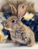 Duitse reuzen XXL rammetjes, Dieren en Toebehoren, Konijnen, Meerdere dieren, Groot, 0 tot 2 jaar