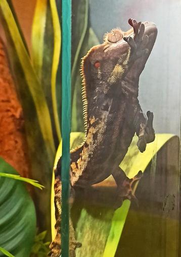 Wimpergekko man black-base beschikbaar voor biedingen