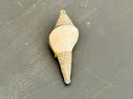 Antieke Tibetaanse Conch Shell Hanger met Zilver & Turquoise, Ophalen of Verzenden
