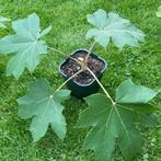 Tetrapanax papyrifer ‘Rex’ in 1.4 L pot, Tuin en Terras, Vaste plant, Halfschaduw, Herfst, Ophalen