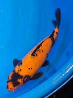 mooie grote hi utsuri 35 cm, Dieren en Toebehoren, Vissen | Vijvervissen, Karper of Koi