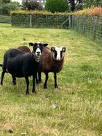 Te koop shetland dekrammen, Dieren en Toebehoren, Schapen, Geiten en Varkens, Mannelijk, Schaap