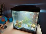 Superfish aquarium start 30 inclusief guppies, Dieren en Toebehoren, Vissen | Aquaria en Toebehoren, Ophalen, Zo goed als nieuw