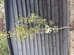 Pyrus communis 'gieser wildeman'  stoofperen boom, Ophalen, Zo goed als nieuw, Minder dan 3 meter