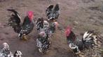 Koppel ras chabo kippen , kleurslag zwartwitgepareld !, Dieren en Toebehoren, Pluimvee, Kip, Meerdere dieren