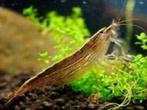 Atyopsis moluccensis garnaal - Koidream Valburg, Kreeft, Krab of Garnaal, Zoetwatervis