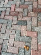Gezocht tuin tegels, Tuin en Terras, Ophalen of Verzenden, Beton, Terrastegels