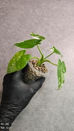 Alocasia Okinawa Silver - diverse maten, Ophalen of Verzenden, Overige soorten, Minder dan 100 cm