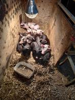 biggen, Dieren en Toebehoren, Mannelijk, Kip