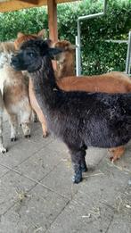 alpaca's te koop, Dieren en Toebehoren, Overige Dieren, Vrouwelijk