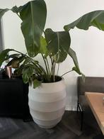 Strelitzia in Luca Bordo Tall Balloon ( totaal 200 cm hoog ), Ophalen of Verzenden, Halfschaduw, 200 cm of meer