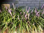 Leliegras, liriope muscari, money maker 25 stuks. 1,-, Tuin en Terras, Planten | Tuinplanten, Ophalen, Vaste plant, Siergrassen