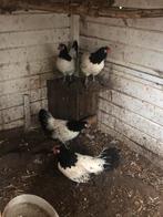 Lakenvelder leghennen, Dieren en Toebehoren, Pluimvee, Vrouwelijk, Kip