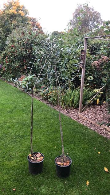 Olijfboompjes 160 hoog beschikbaar voor biedingen