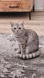 Kittens geboren!, Dieren en Toebehoren, Katten en Kittens | Raskatten | Korthaar