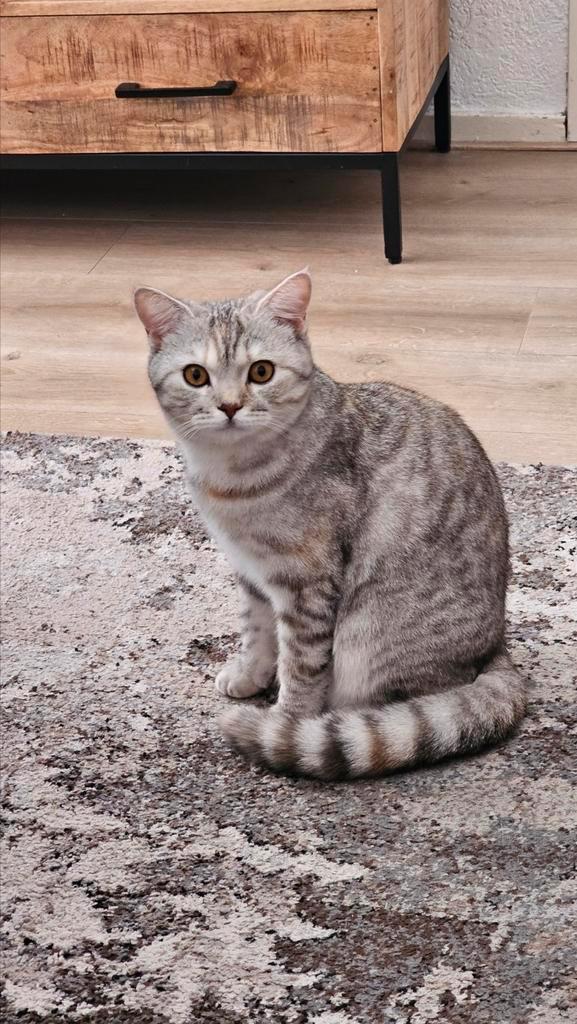 Kittens geboren!, Dieren en Toebehoren, Katten en Kittens | Raskatten | Korthaar