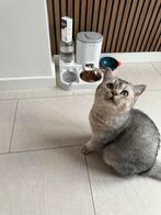 Britse kort haar Kitten mannetje heet motje, Kater, 0 tot 2 jaar