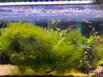 Monosolenium pelia mos | Levermos | Aquarium mos, Kreeft, Krab of Garnaal