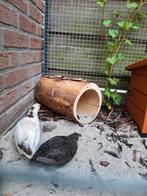 Japanse kwartels, Dieren en Toebehoren, Vogels | Overige Vogels, Vrouwelijk, Tropenvogel