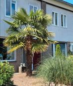 Mooie winterharde palmboom., Ophalen, Zomer, Volle zon, Palmboom