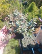 Sedum spurium tricolor, Volle zon, Vaste plant, Zomer, Ophalen