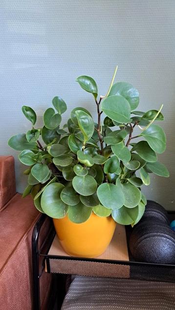 Peperomia, excl pot beschikbaar voor biedingen