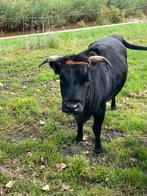 2 dahomey koeien en 1 koe vlekvee x blonde d’ aquitaime, Dieren en Toebehoren, Vrouwelijk