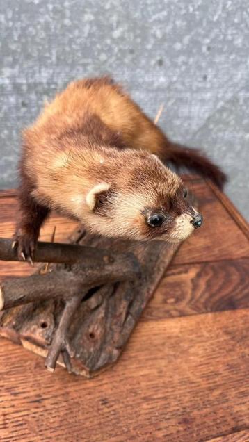 Opgezette Marter op Houten Voet beschikbaar voor biedingen