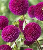 Dahliaknol ‘Rocco’ dahlia paars roze, Tuin en Terras, Bloembollen en Zaden, Ophalen, Volle zon, Knol