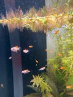 Platy’s - visjes - baby platy - aquarium vissen, Vis, Zoetwatervis, Schoolvis