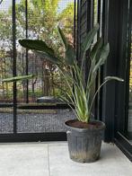 Strelitzia Reginae, Ophalen of Verzenden, Zomer, Overige soorten, Volle zon
