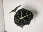 alocasia black velvet, Huis en Inrichting, Kamerplanten, Ophalen of Verzenden, Halfschaduw, Minder dan 100 cm