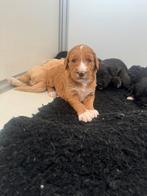 Australian labradoodle alf1 puppy’s, Overige rassen, 8 tot 15 weken, Meerdere, Meerdere dieren
