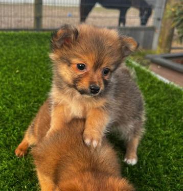 Te koop leuke Dwerg kees x Chihuahua pups beschikbaar voor biedingen