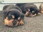 Old English bulldog pup, Parvo, 8 tot 15 weken, Teef, Bulldog