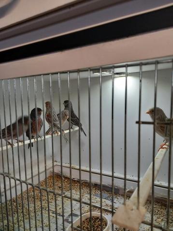 20 x rood zwart rood aagaat   beschikbaar voor biedingen