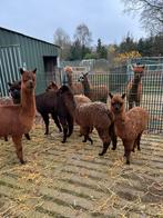 Alpaca veulens, Dieren en Toebehoren, Overige Dieren, Mei, Meerdere dieren